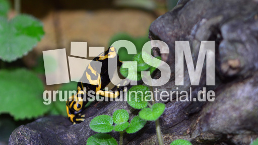 Gelbgebänderter Baumsteiger (1).jpg